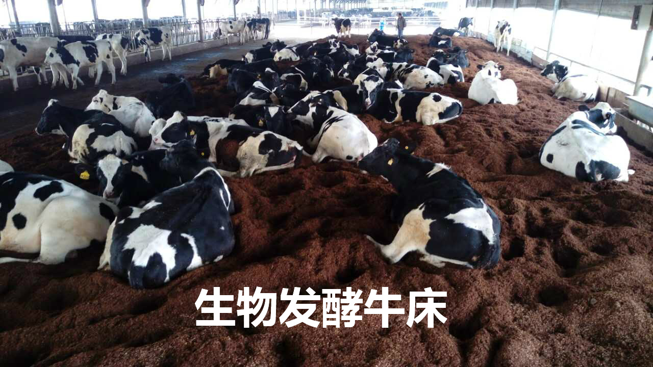 生物发酵牛床